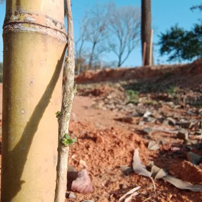 DE VOLTA AO PLANO ORIGINAL - RESTAURAÇÃO FLORESTAL